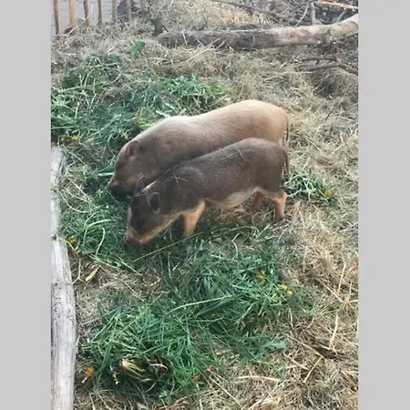 Gemuetliche Auf Dem Ponyhof - Himmelbett, Kamin & Garten Apartment Ortenberg (Hessen)